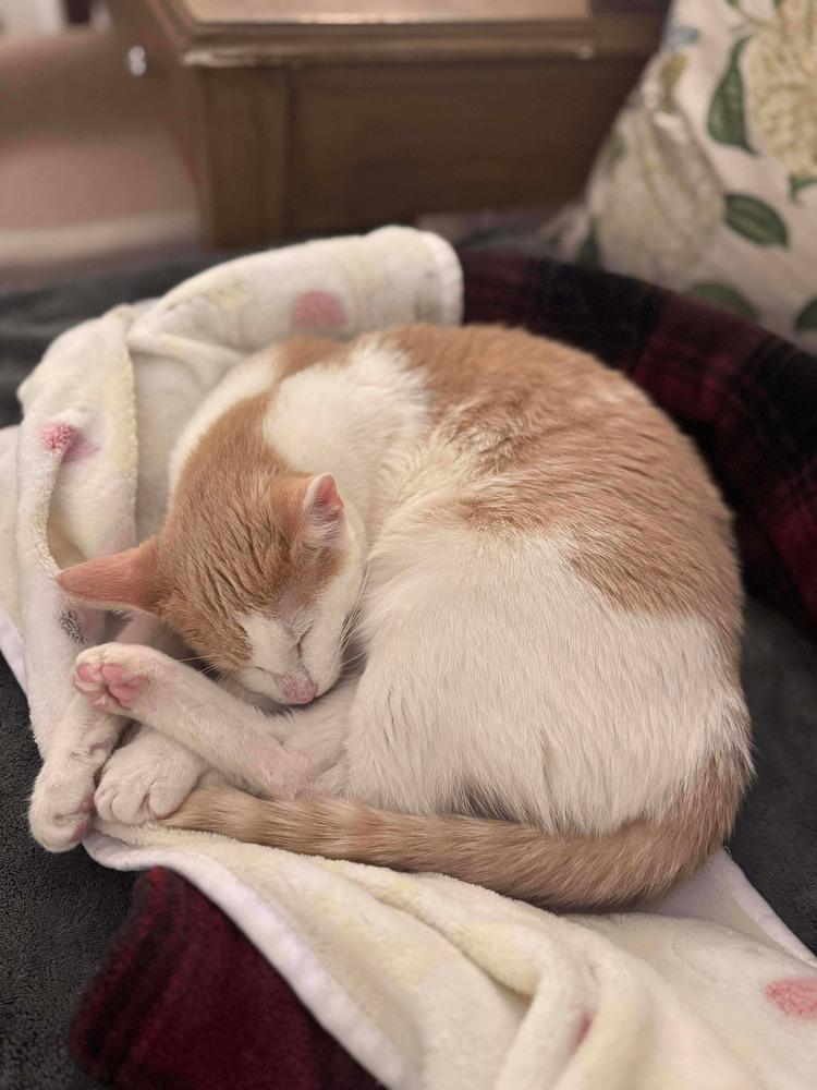 Brandy, Adoptable, Kitten Female Domestic Short Hair.