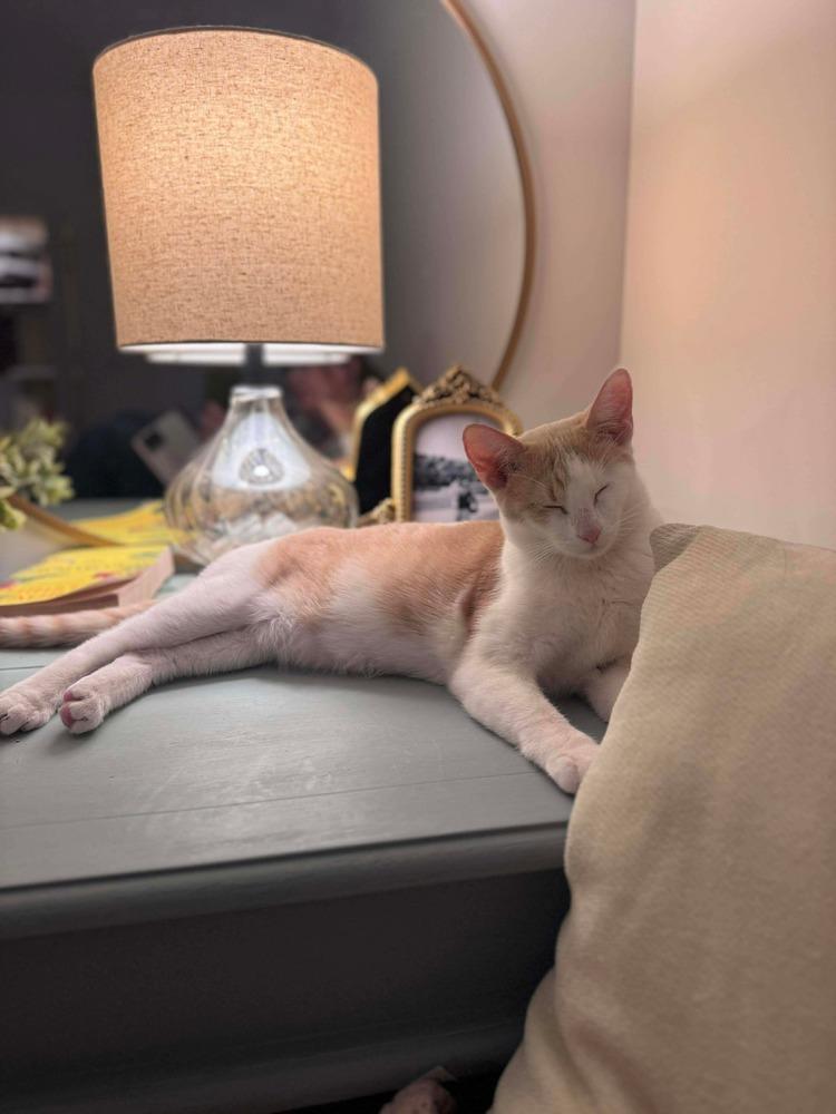 Brandy, a Adoptable Domestic Short Hair in Chicago, IL image 2/6