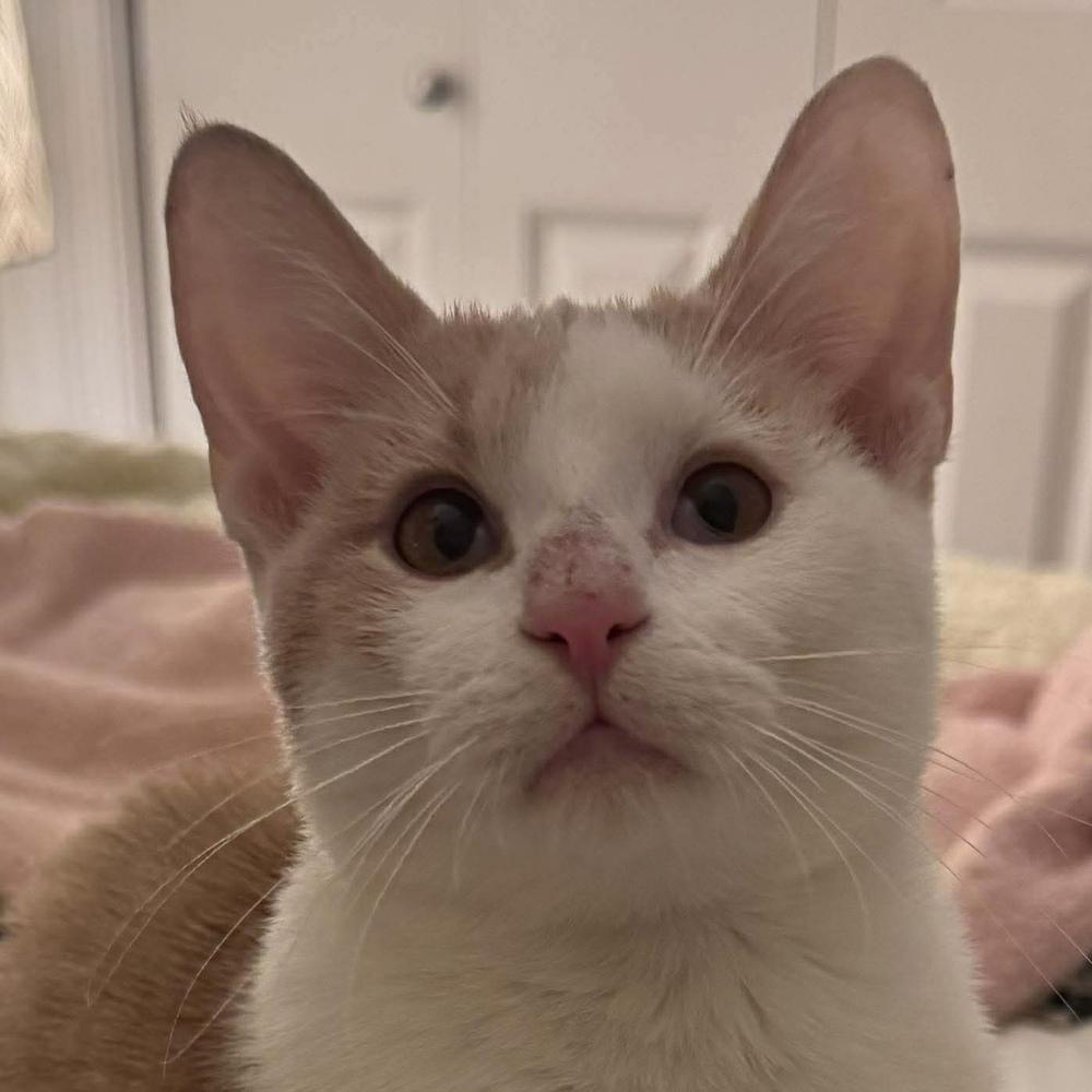 Brandy, a Adoptable Domestic Short Hair in Chicago, IL image 3/6