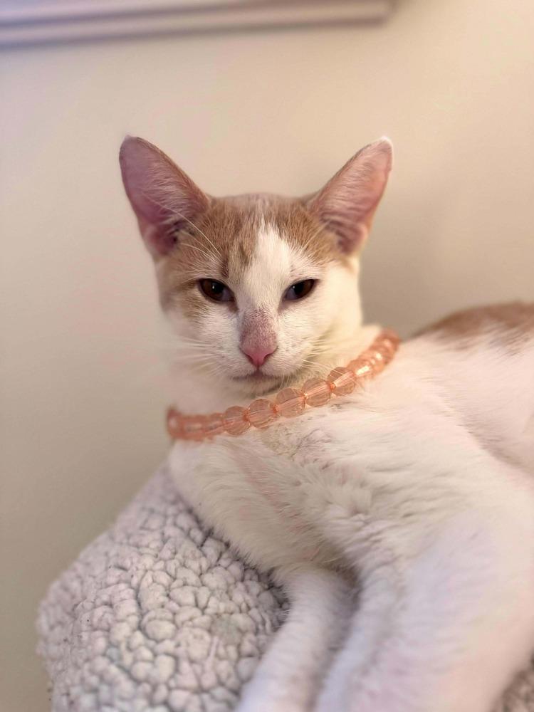 Brandy, a Adoptable Domestic Short Hair in Chicago, IL image 4/6