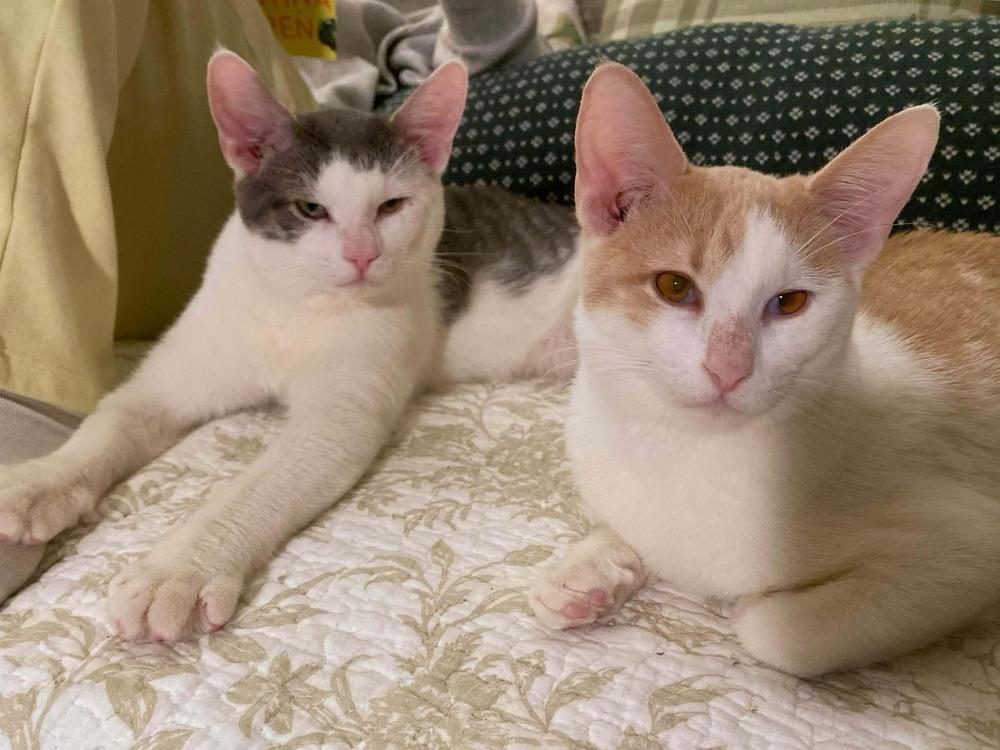 Brandy, a Adoptable Domestic Short Hair in Chicago, IL image 5/6