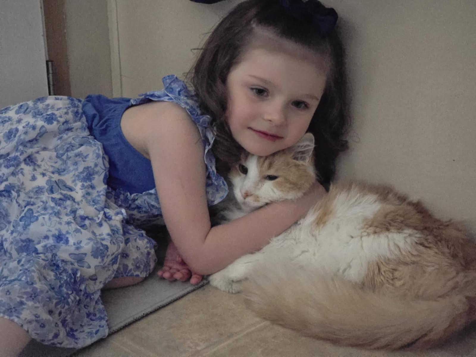 Billy Bones, Adoptable, Senior Male Domestic Long Hair.