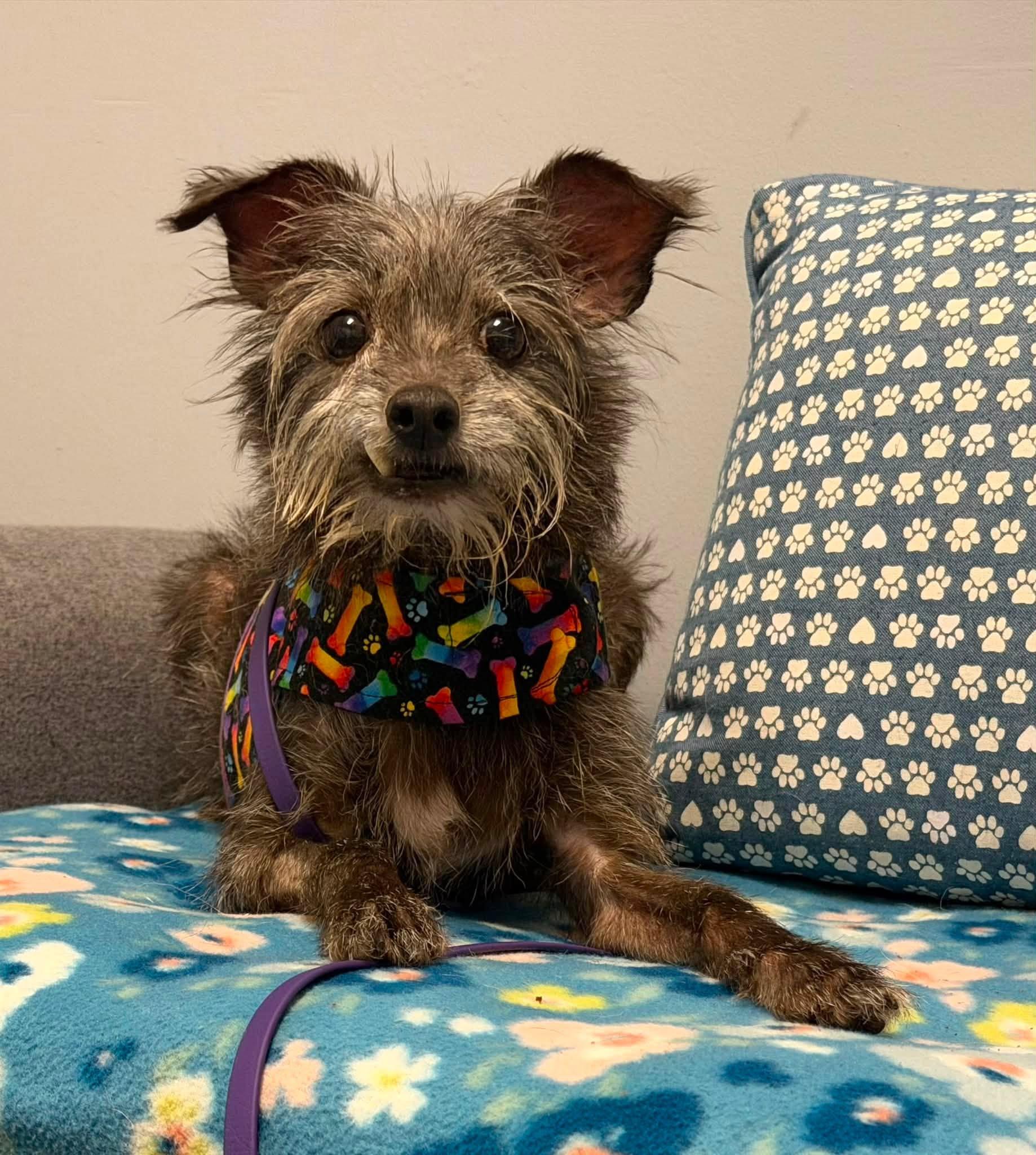 Enlarge Froggie - West Palm, a Adoptable mixed breed in West Palm, FL image 2/3
