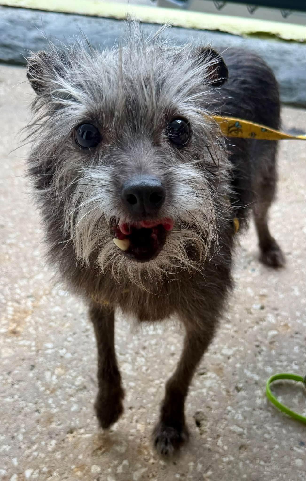 Enlarge Froggie - West Palm, a Adoptable mixed breed in West Palm, FL image 3/3