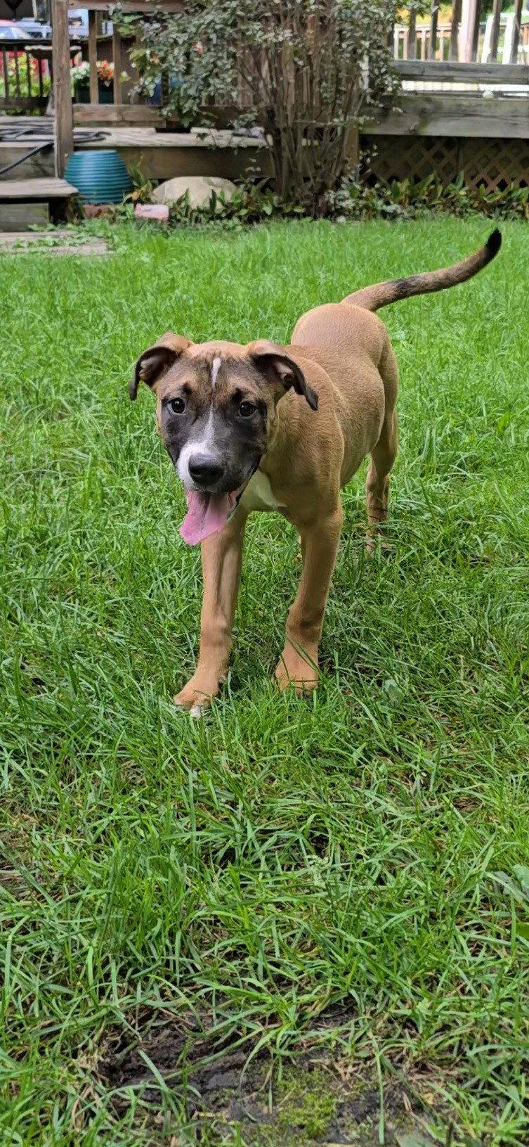 Enlarge Mack, a Adoptable Mixed Breed in Bay City, MI image 2/3