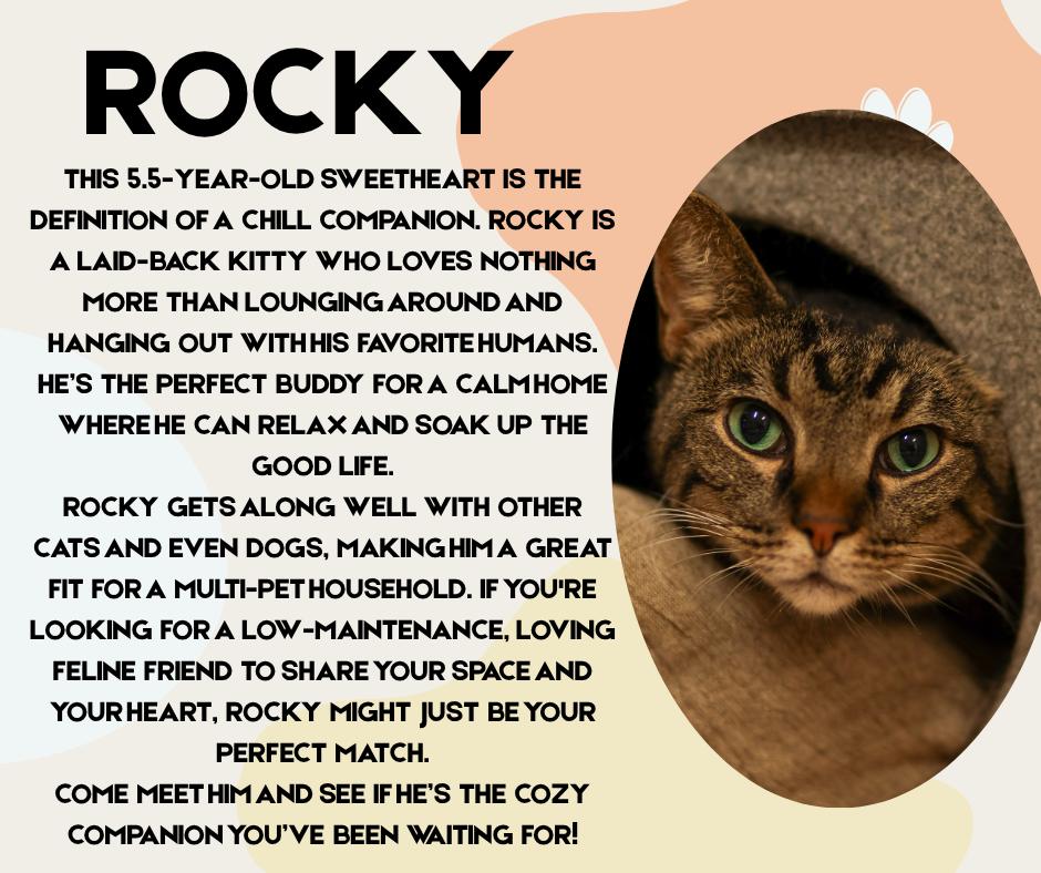 Rocky, Adult Male Domestic Short Hair
