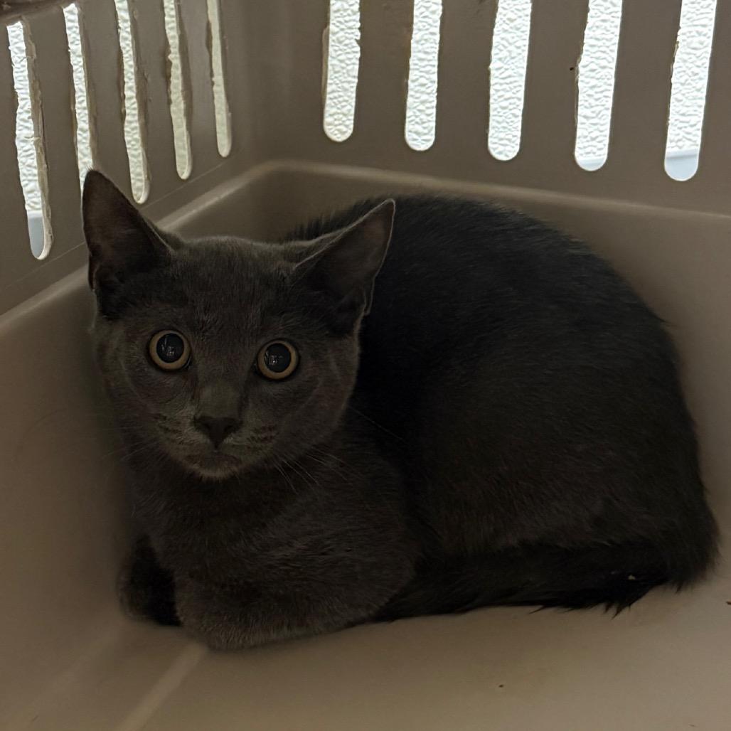Ezio, Adoptable, Kitten Female Domestic Short Hair.