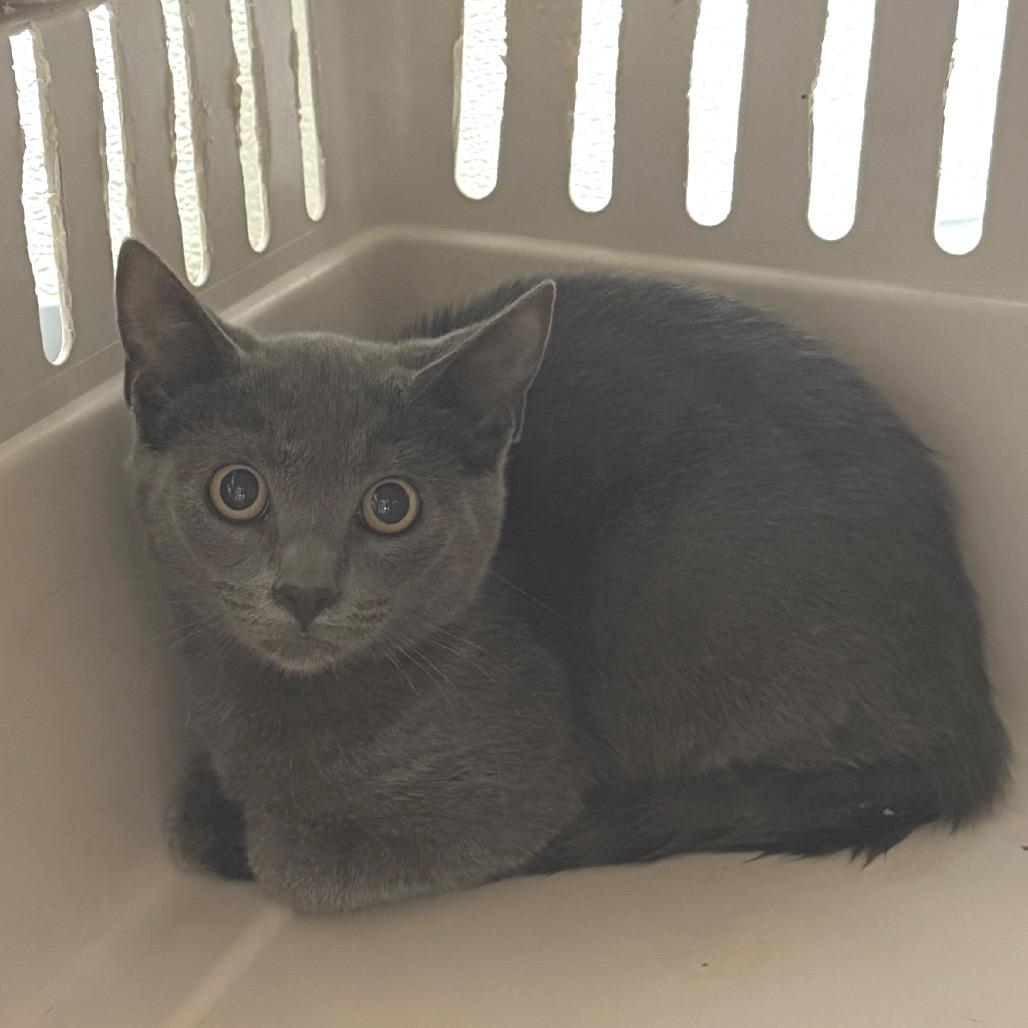 Enlarge Ezio, a Adoptable Domestic Short Hair in Charlottesville, VA image 1/1