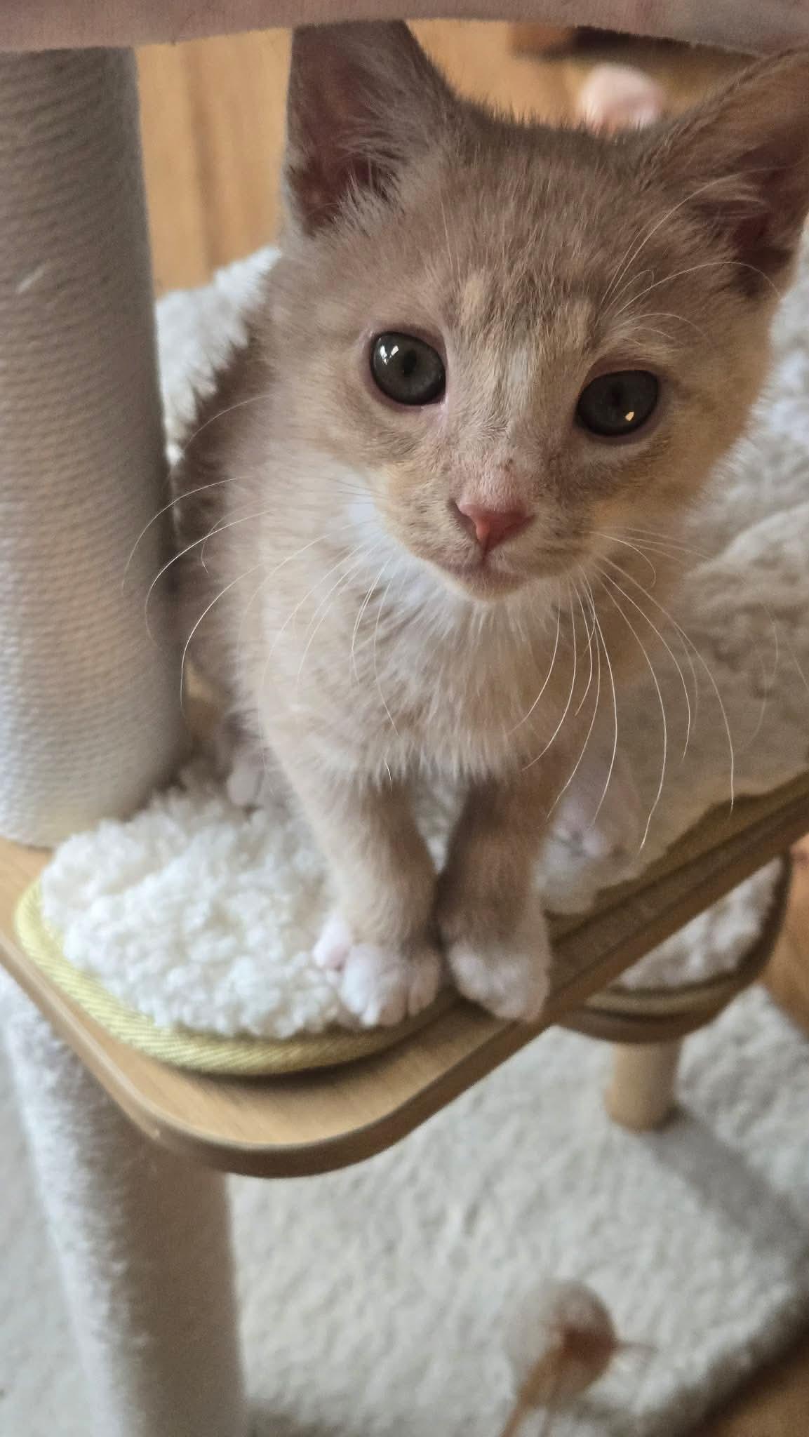 OTIS, Adoptable, Kitten Male Tabby.