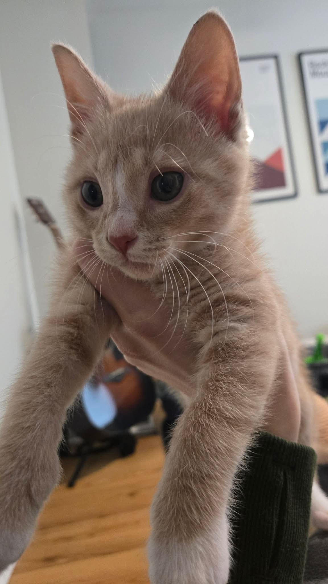 Enlarge OTIS, a Adoptable Tabby in Elgin, IL image 2/3