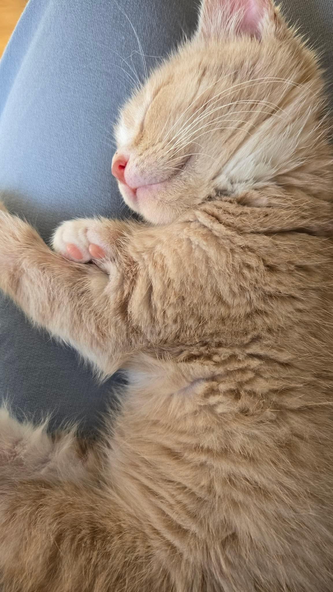 Enlarge OTIS, a Adoptable Tabby in Elgin, IL image 3/3