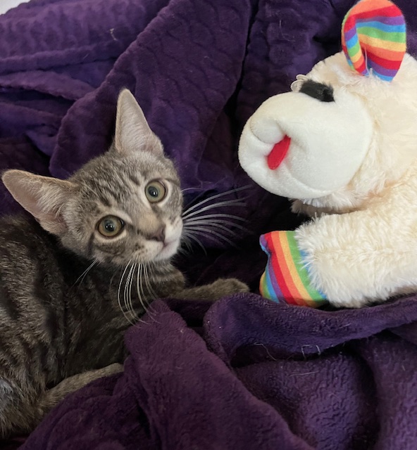 Enlarge Dipsy (rr), a Adoptable mixed breed in Woodland Hills, CA image 2/3