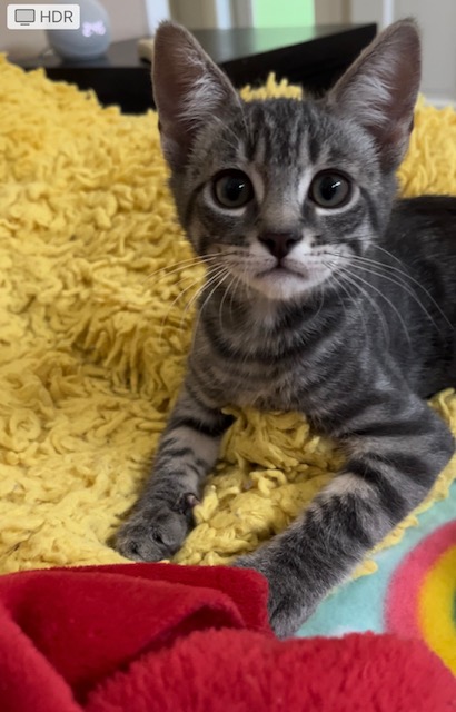 Enlarge Dipsy (rr), a Adoptable mixed breed in Woodland Hills, CA image 3/3