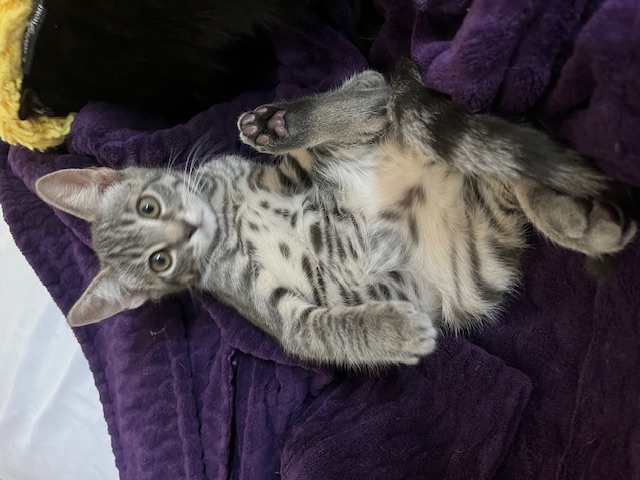 Dipsy (rr), Adoptable, Kitten Male Domestic Short Hair & Tabby.