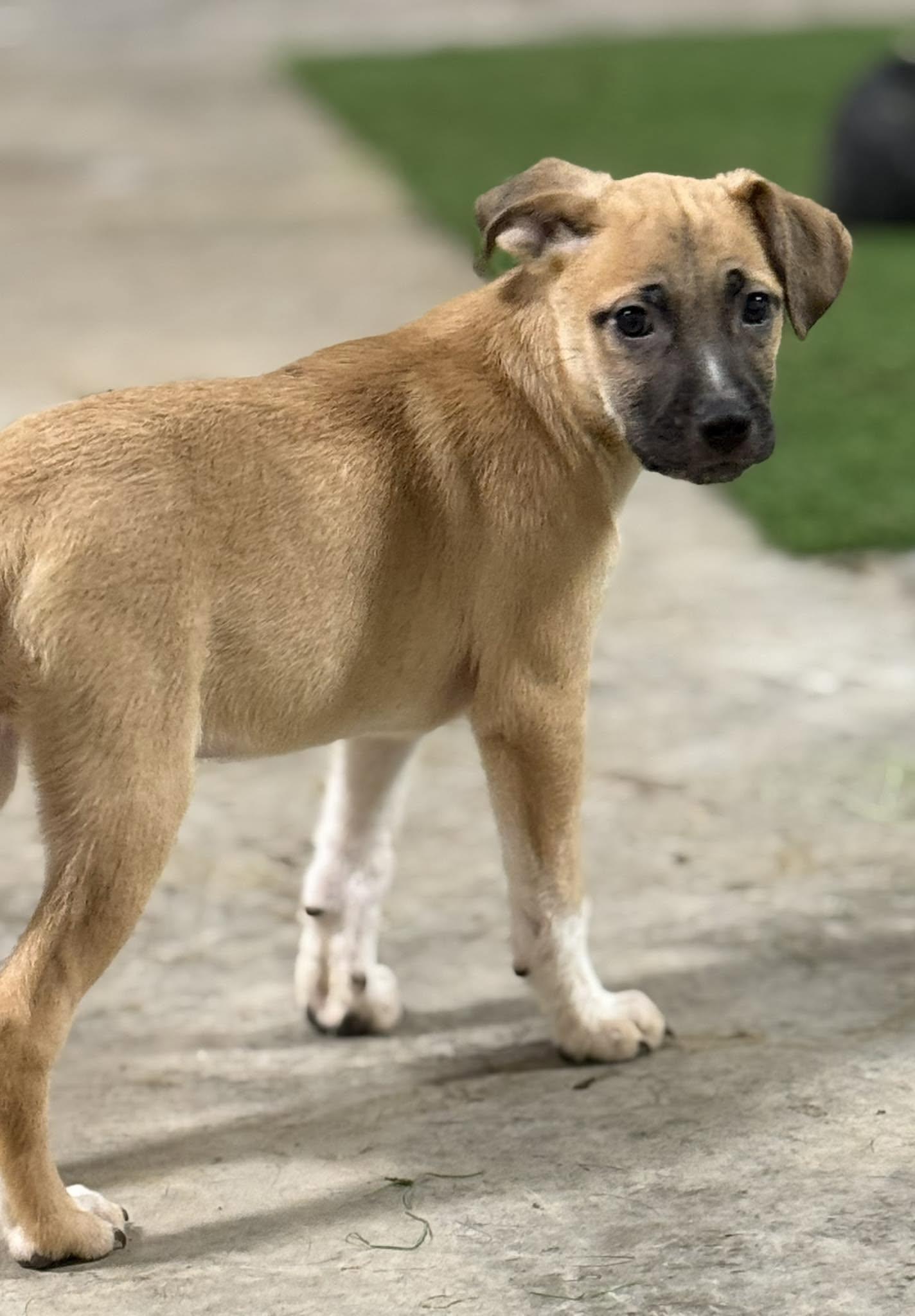 Enlarge Venus, a Adoptable mixed breed in Jacksonville, TX image 1/1