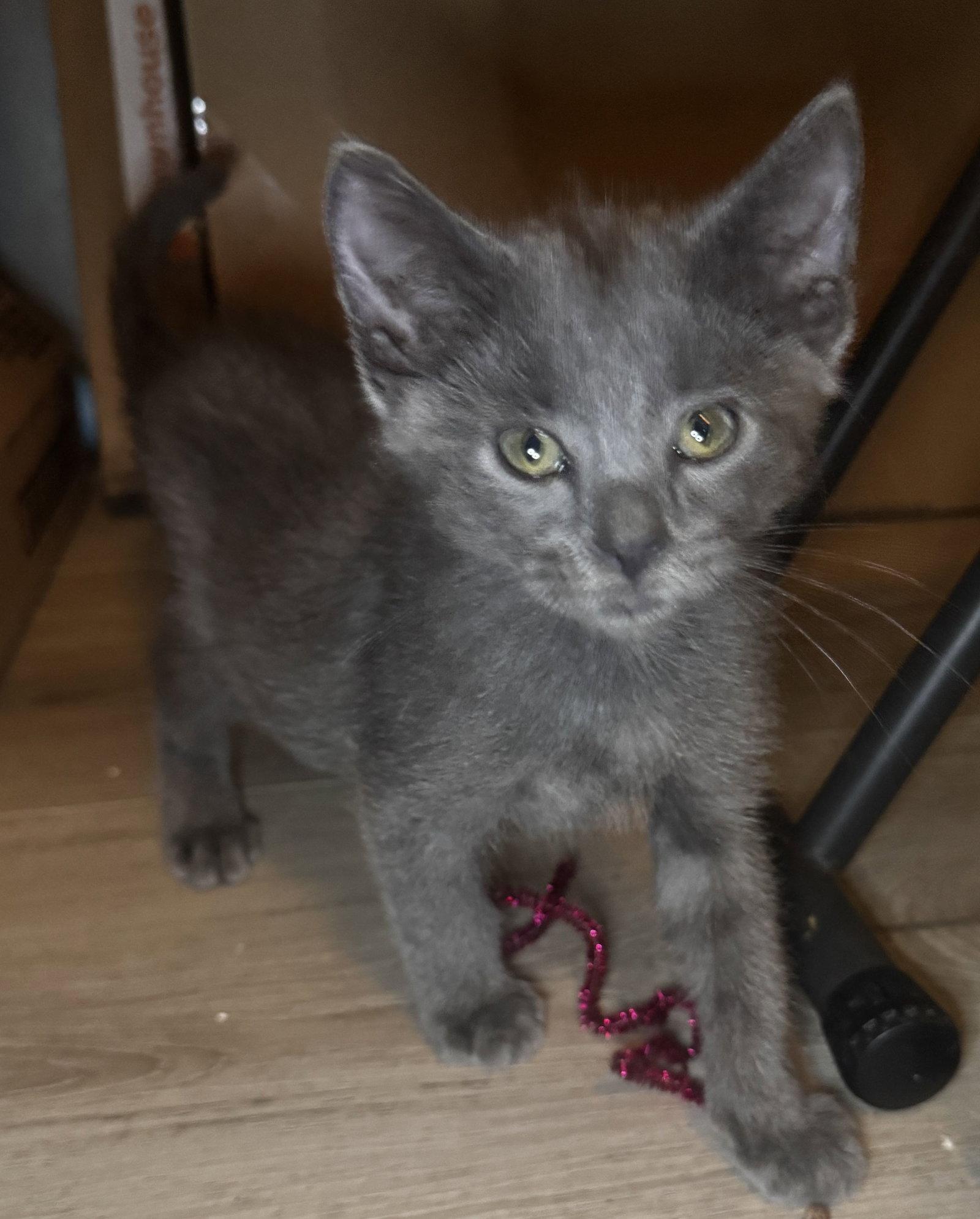 Enlarge Leo, a Adoptable Domestic Short Hair in Seal Beach, CA image 1/2