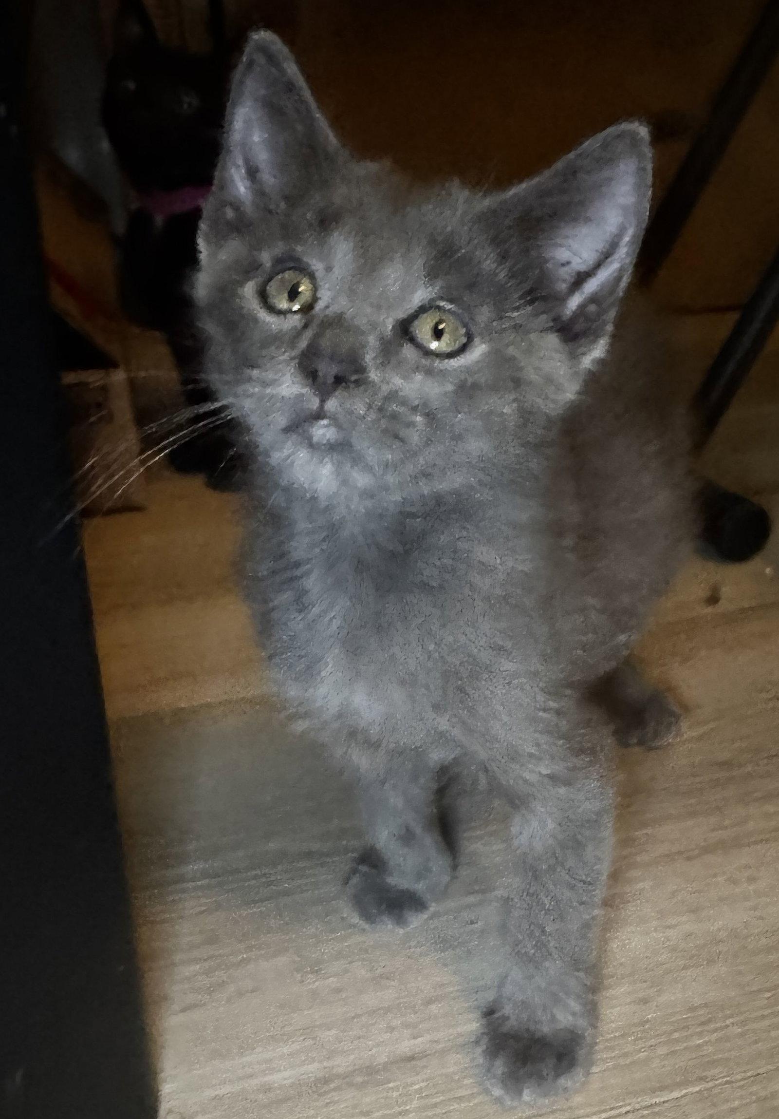 Enlarge Leo, a Adoptable Domestic Short Hair in Seal Beach, CA image 2/2