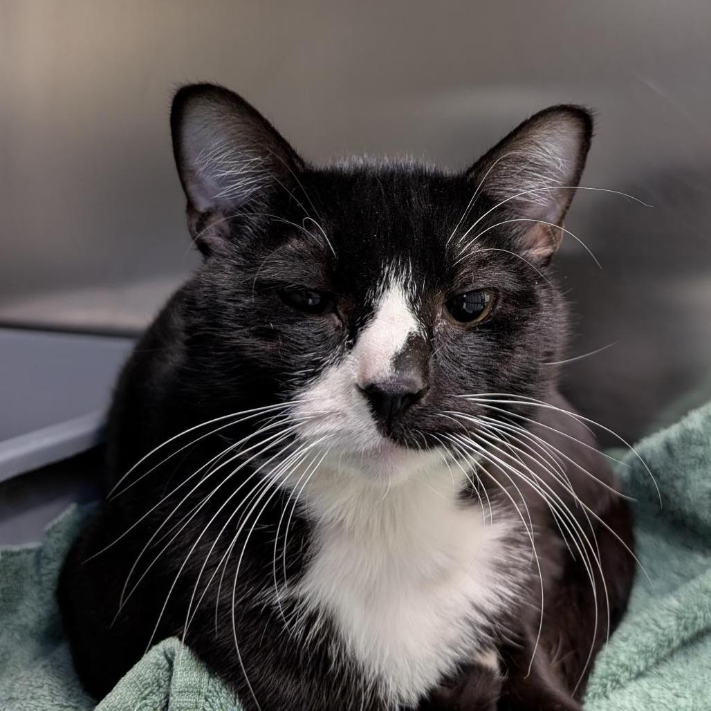 Sailor Cat Star, Adoptable, Adult Male Domestic Short Hair.