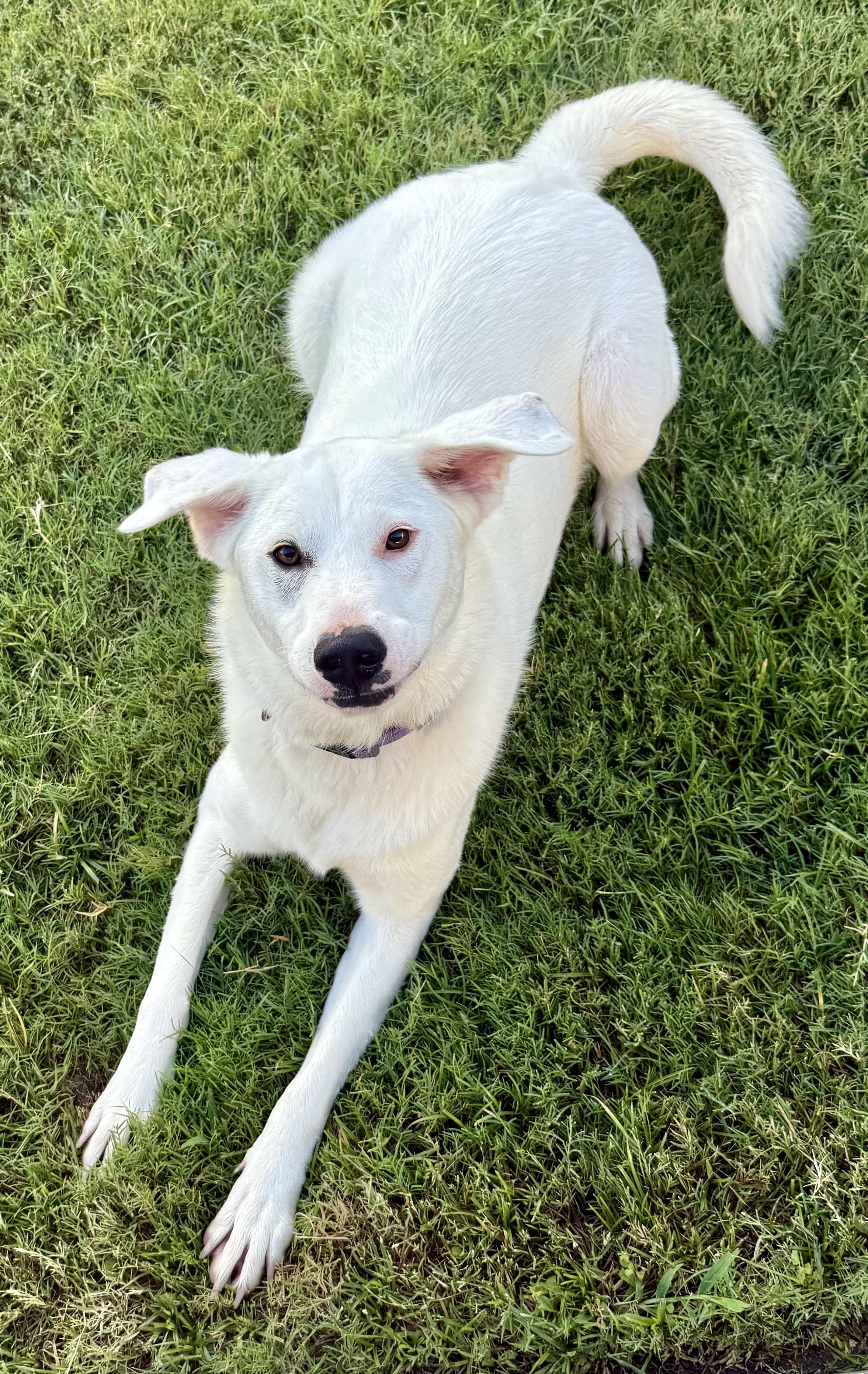 Paisley, a Adoptable mixed breed in The Colony, TX image 4/4