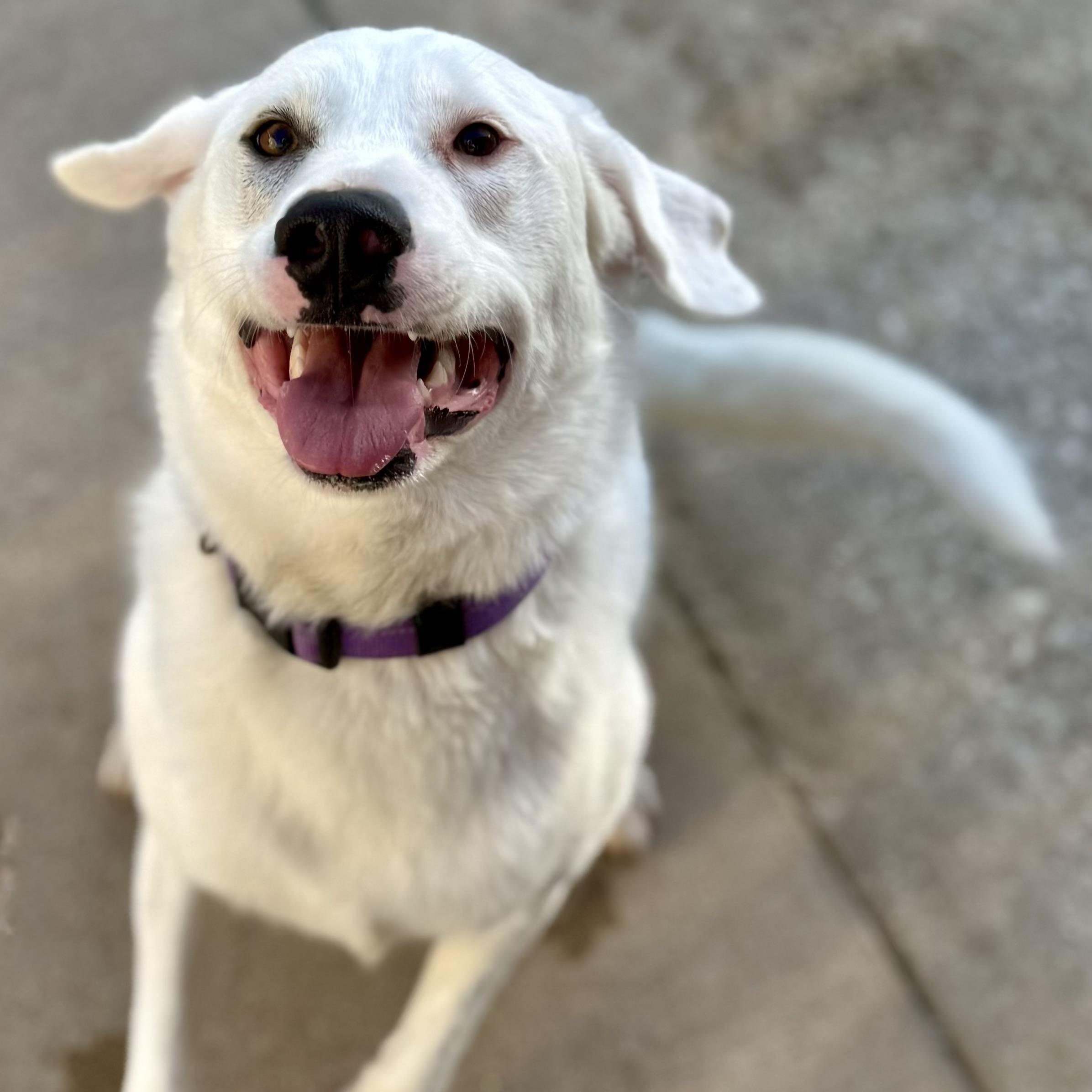 Paisley, a Adoptable mixed breed in The Colony, TX image 3/4