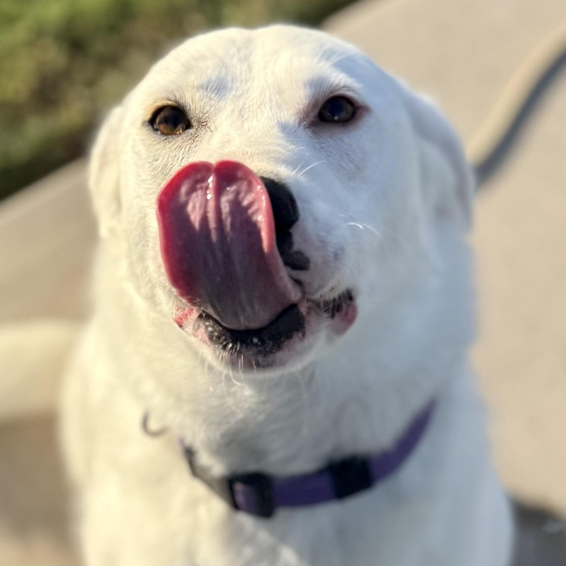 Paisley, Adoptable, Young Female Great Pyrenees & Labrador Retriever.
