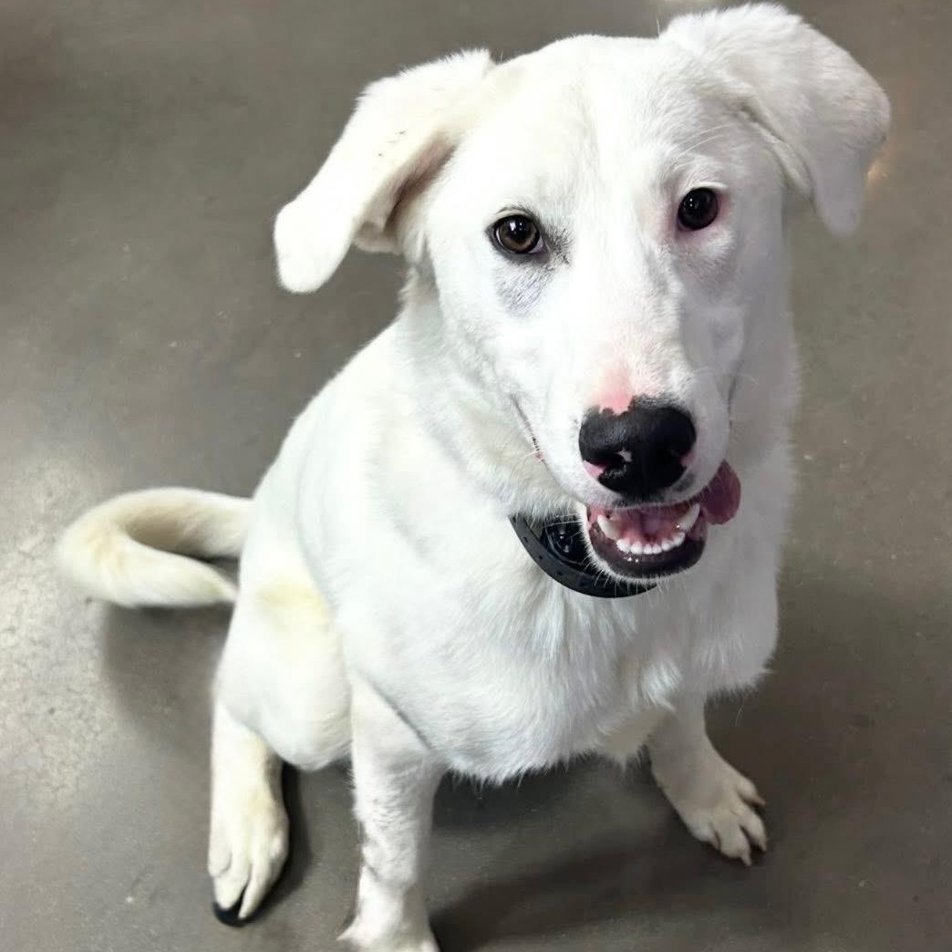 Paisley, a Adoptable mixed breed in The Colony, TX image 2/4