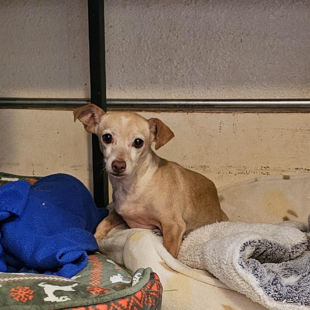 Nilla — thumbnail 2