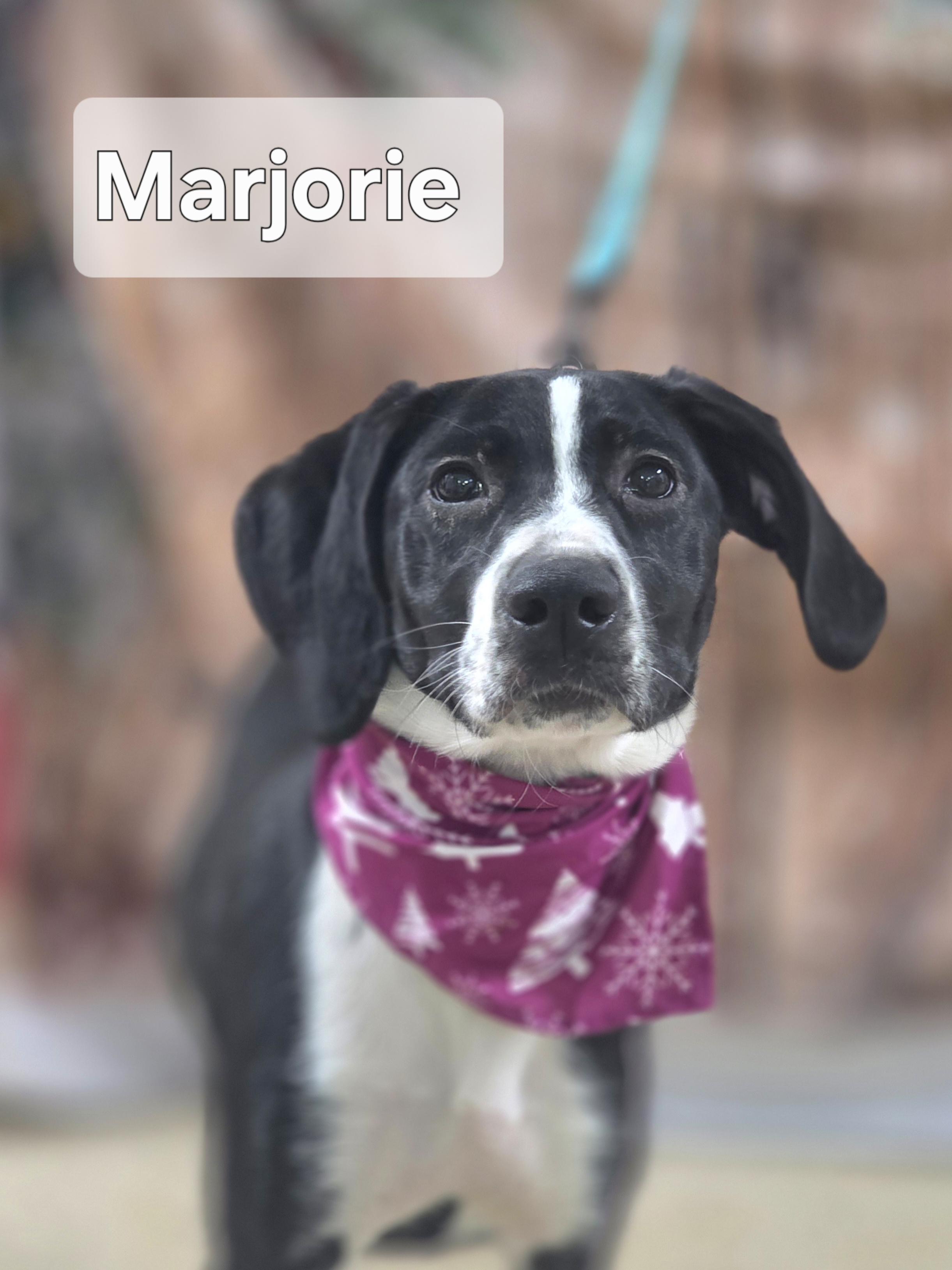 Enlarge Marjorie, an adopted mixed breed in Walthill, NE image 2/2