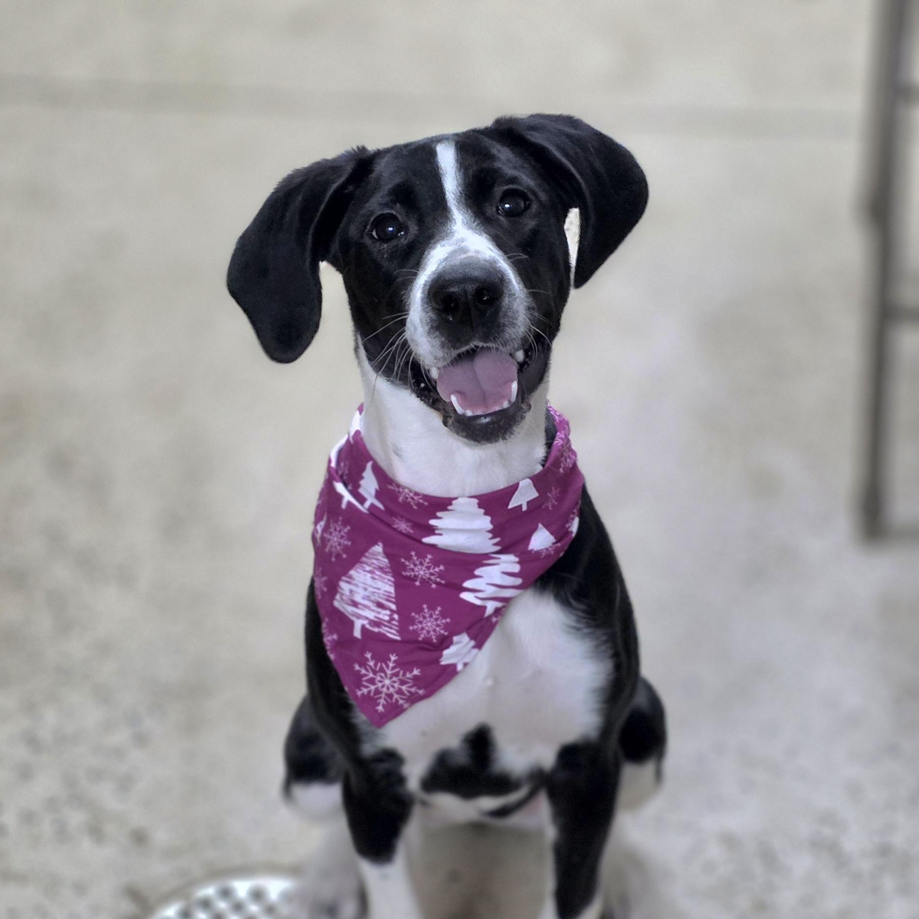 Marjorie, adopted, Young Female Brittany Spaniel.