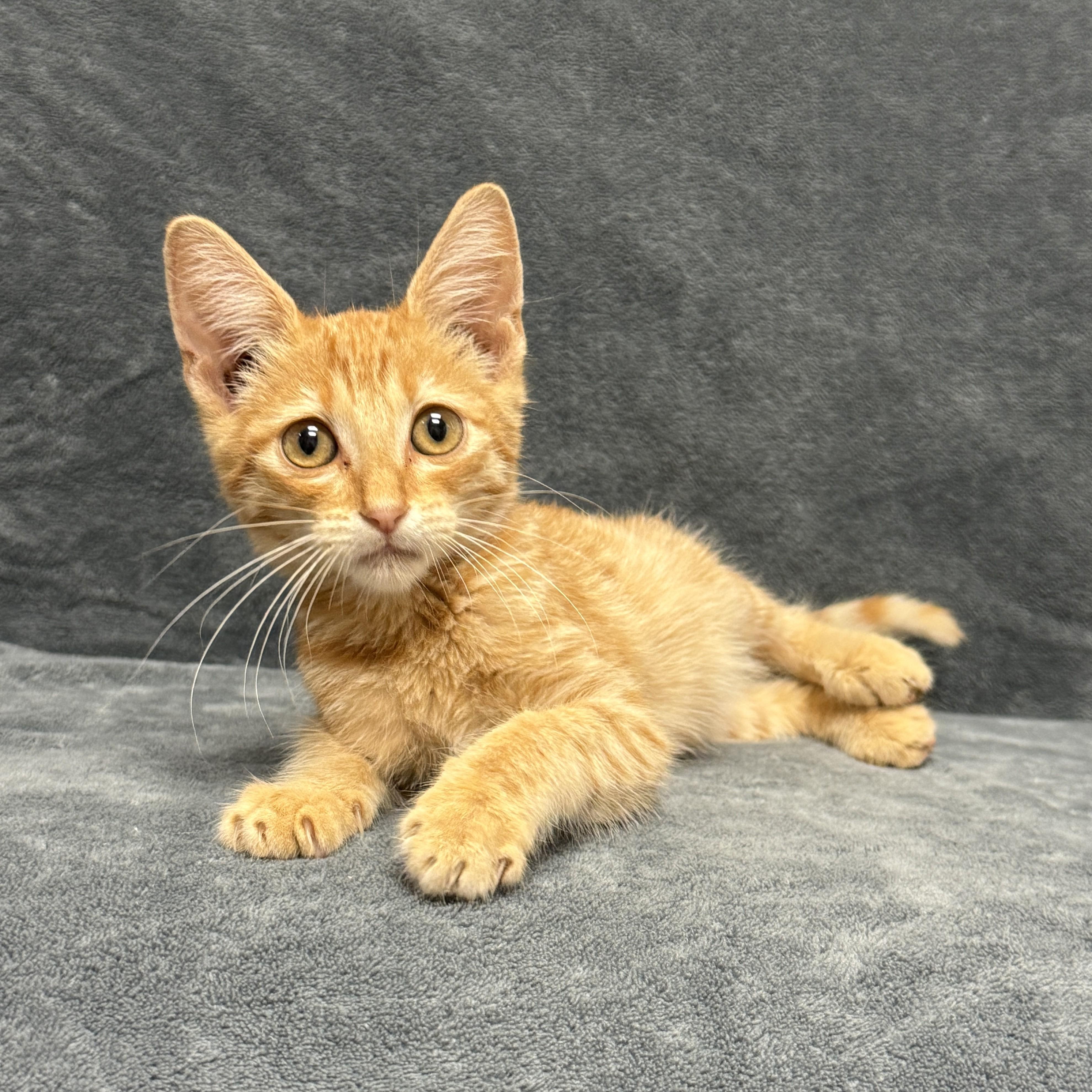 Enlarge Gobby, a Adoptable mixed breed in Brenham, TX image 2/6