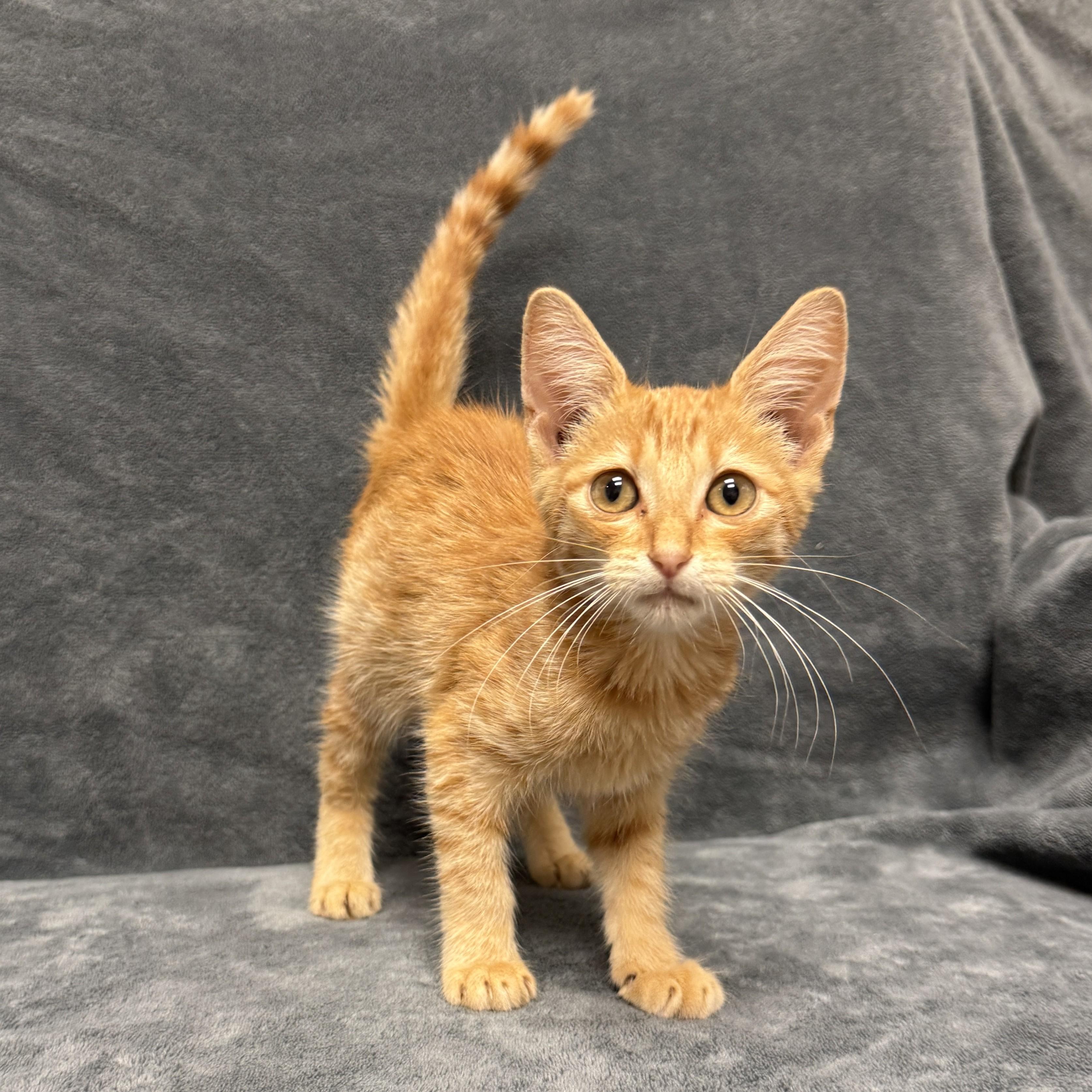 Enlarge Gobby, a Adoptable mixed breed in Brenham, TX image 4/6