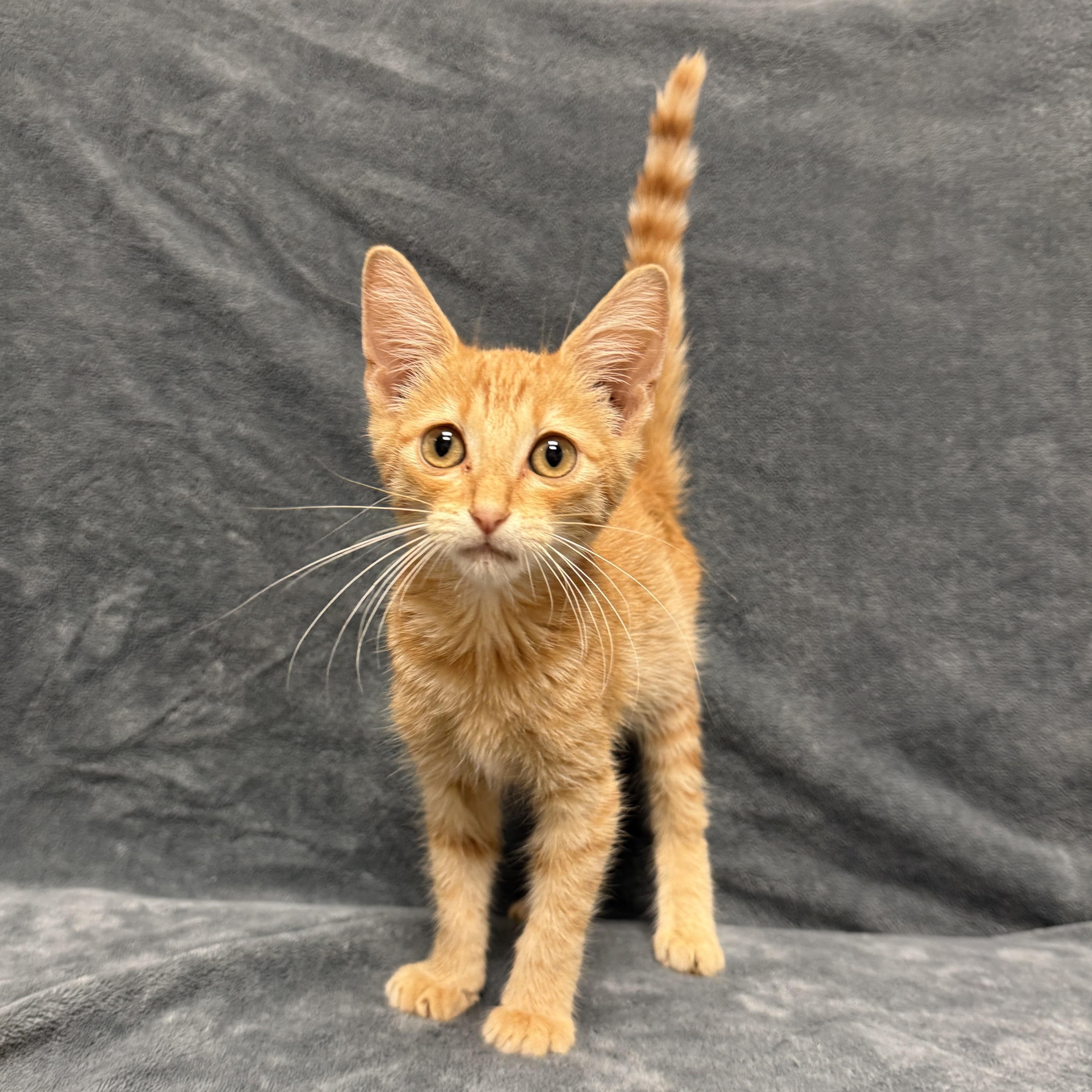 Enlarge Gobby, a Adoptable mixed breed in Brenham, TX image 6/6