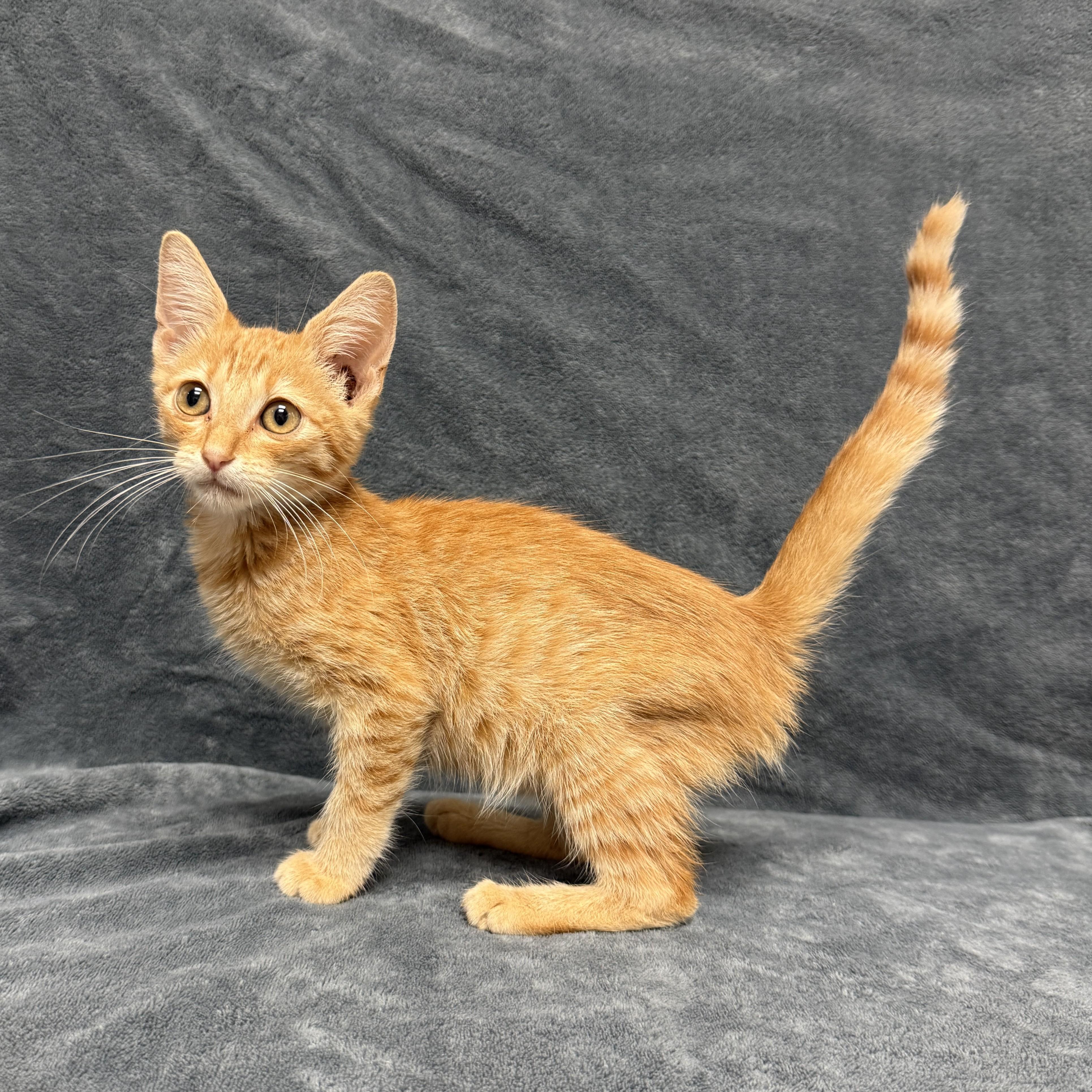 Enlarge Gobby, a Adoptable mixed breed in Brenham, TX image 5/6