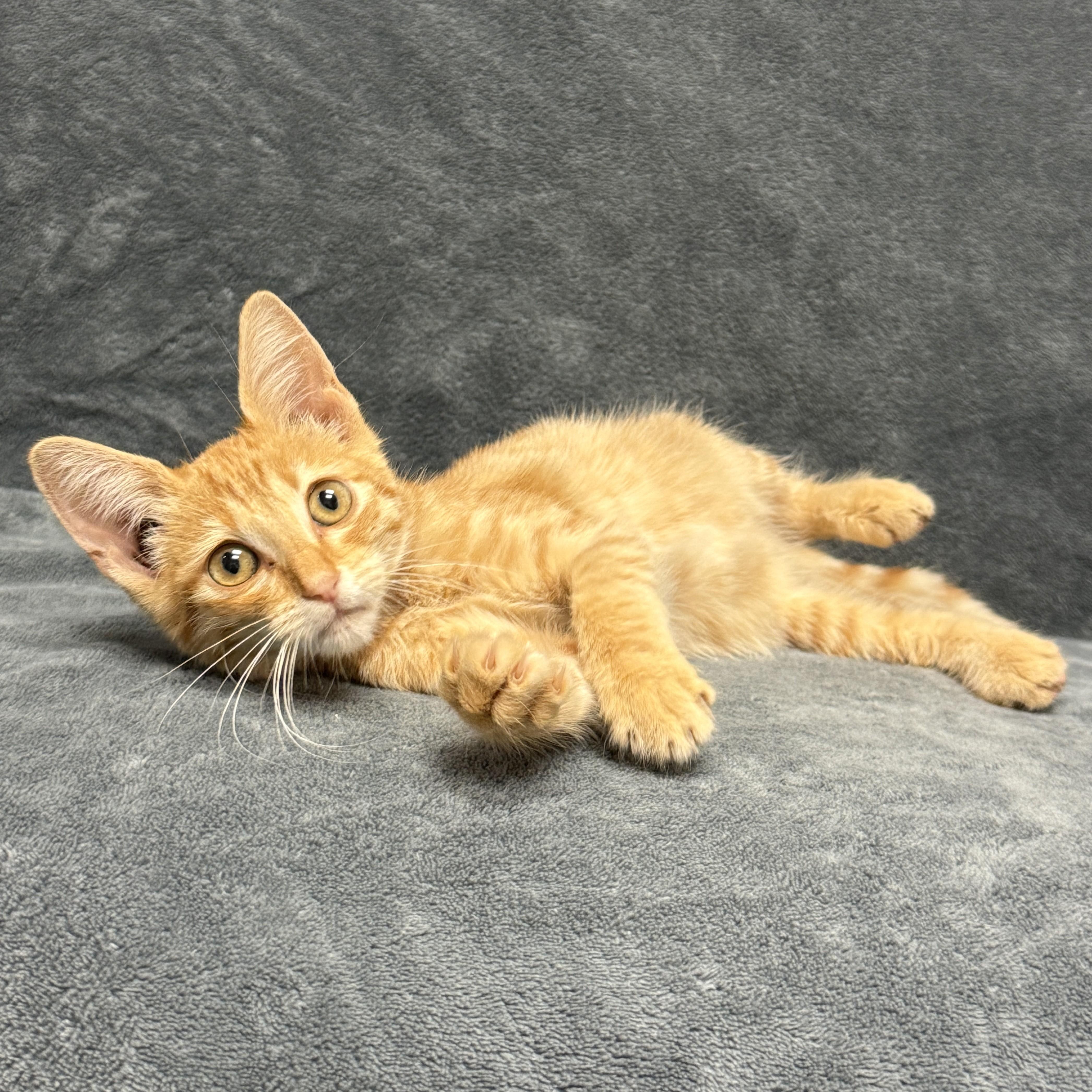 Enlarge Gobby, a Adoptable mixed breed in Brenham, TX image 3/6