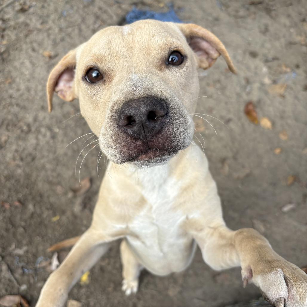 Baguette thumbnail 2