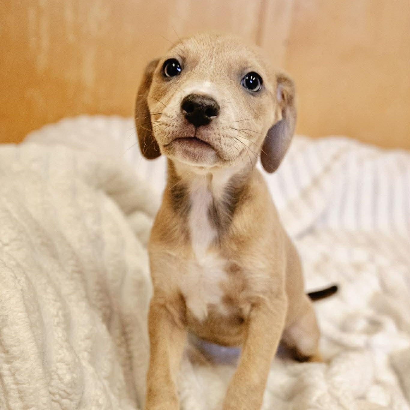 Kirby, adopted, Puppy Female Labrador Retriever & Terrier.