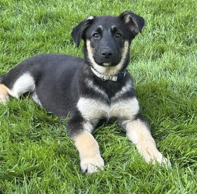 Beck, a Adoptable mixed breed in Seattle, WA image 1/4