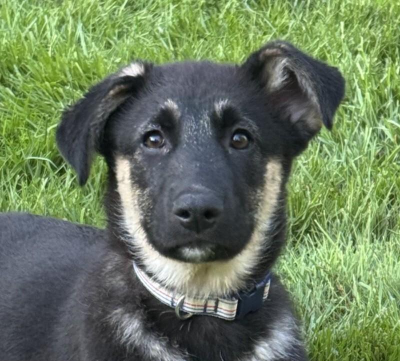 Beck, a Adoptable mixed breed in Seattle, WA image 2/4