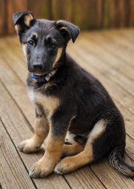 Beck, a Adoptable mixed breed in Seattle, WA image 3/4