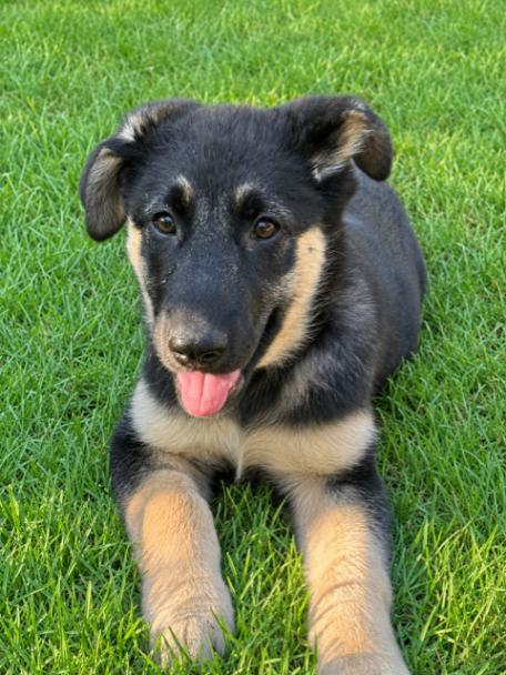 Beck, a Adoptable mixed breed in Seattle, WA image 4/4