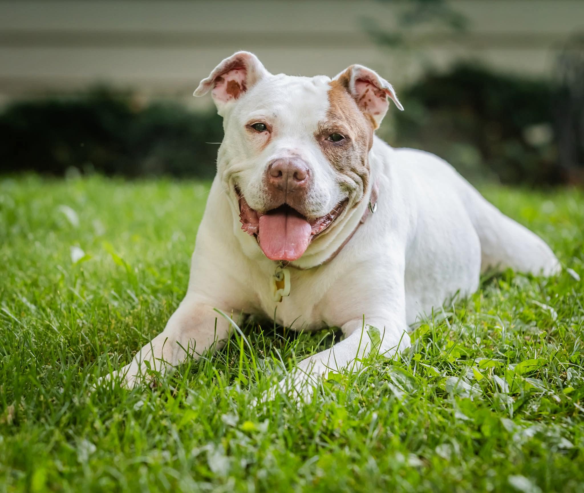 Meena, Adoptable, Senior Female Pit Bull Terrier.