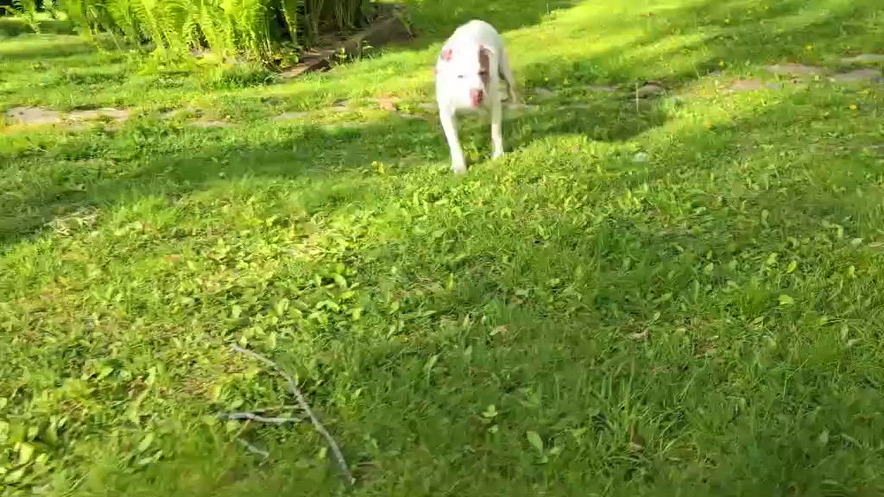 Enlarge Meena, a Adoptable mixed breed in Whitewater, WI video 3/6