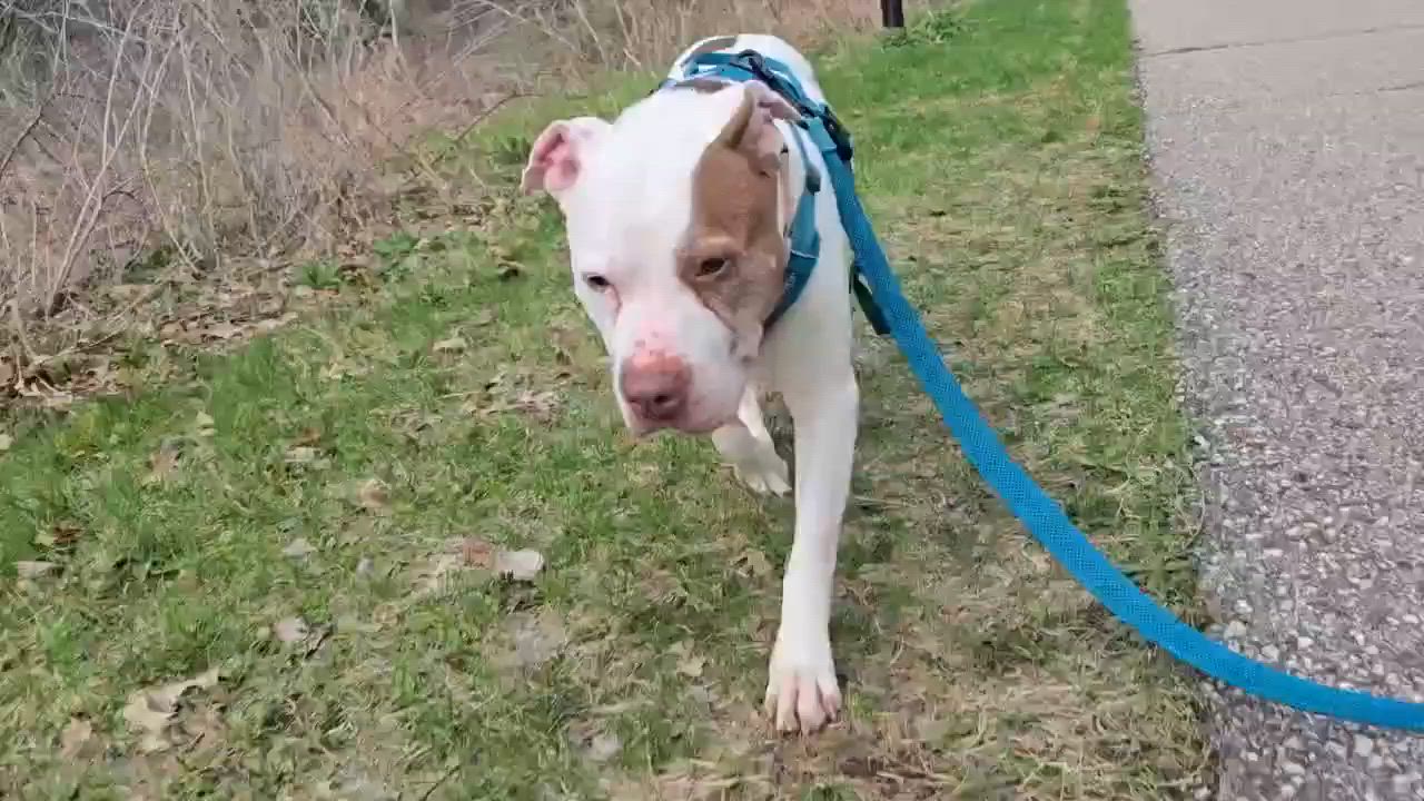 Enlarge Meena, a Adoptable mixed breed in Whitewater, WI video 6/6