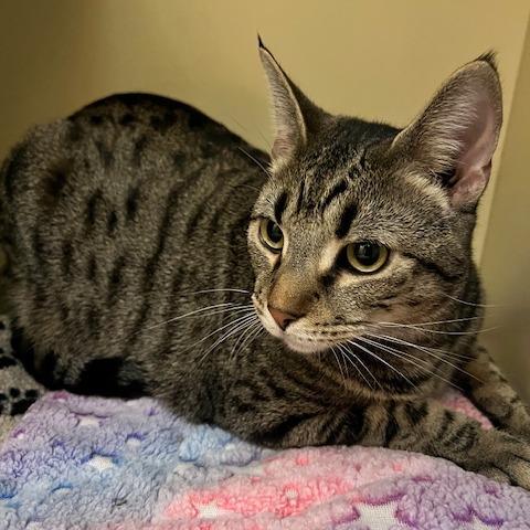 Roscoe, Adoptable, Young Male Domestic Short Hair.