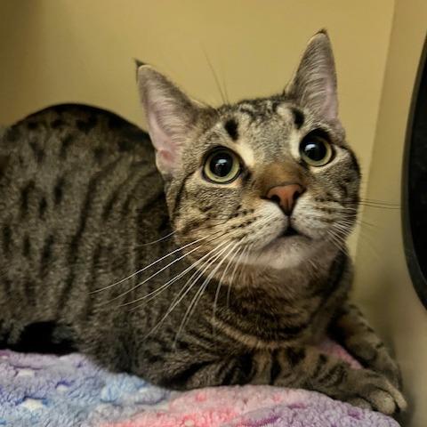 Enlarge Roscoe, a Adoptable Domestic Short Hair in Dayton, OH image 3/3