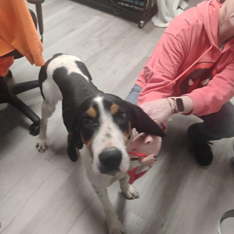 Timothy 3-9-2026, Adoptable, Adult Male Coonhound.