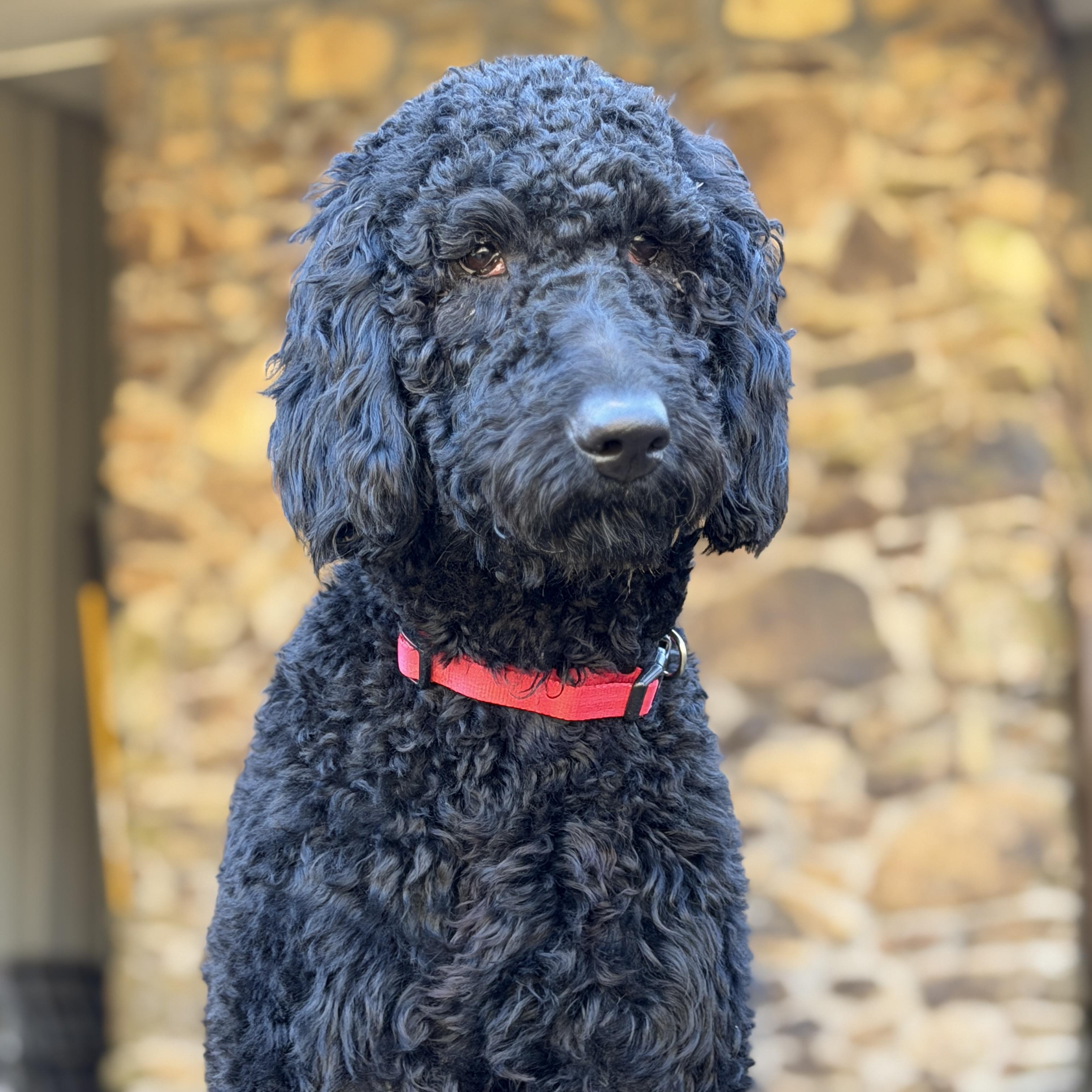 Enlarge Prentiss, an adopted Standard Poodle in Smithfield , RI image 5/5