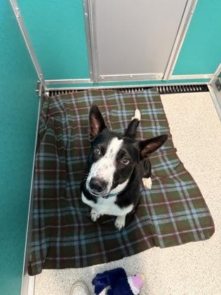 Scout, Adoptable, Adult Male Border Collie & Australian Cattle Dog / Blue Heeler.
