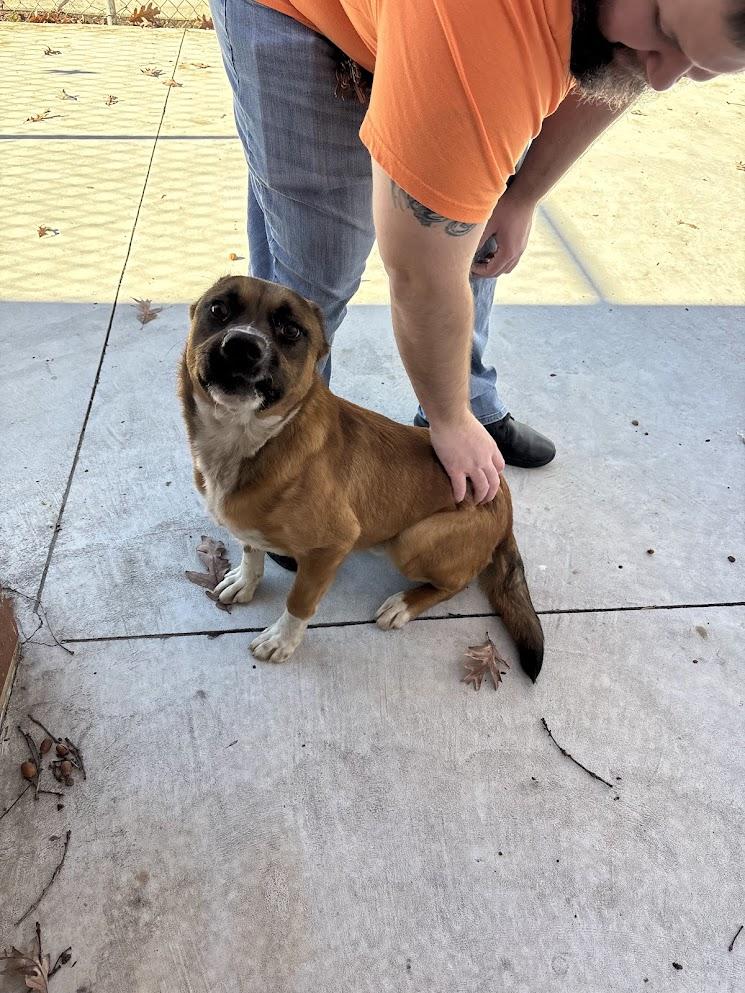 Squirrel (25-D0561), adopted, Adult Male Mixed Breed.