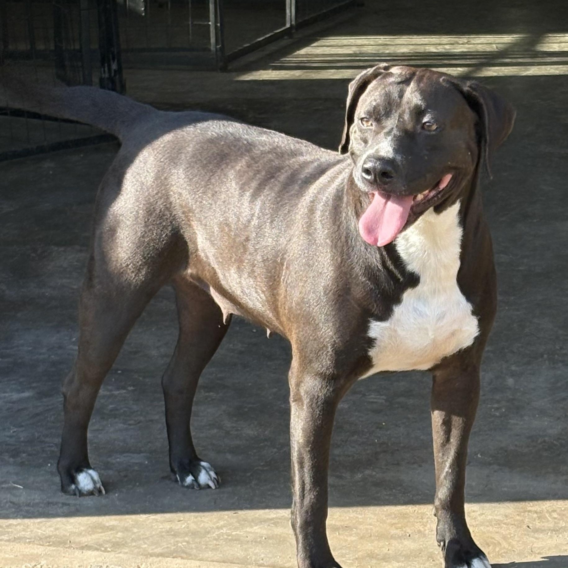 Blackie Nova, Adoptable, Adult Female Labrador Retriever.